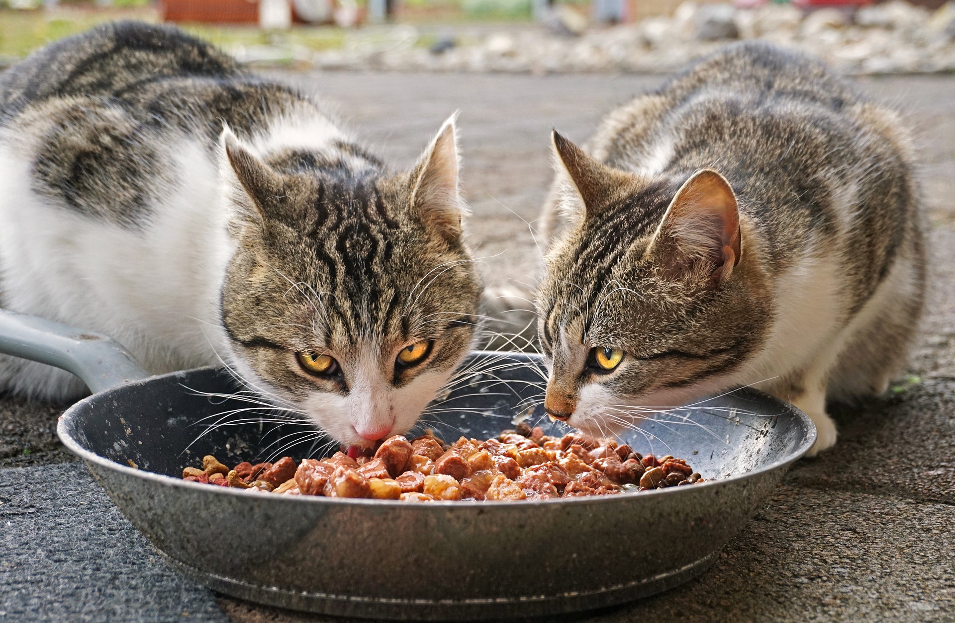 אוכל לחתולים – מתי תדעו שהאוכל לא מתאים לחתול שלכם